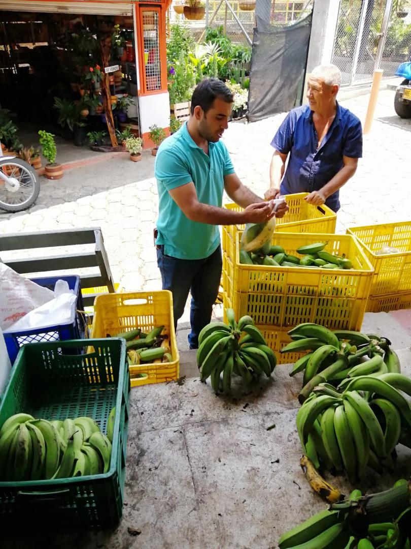 Platano Harton