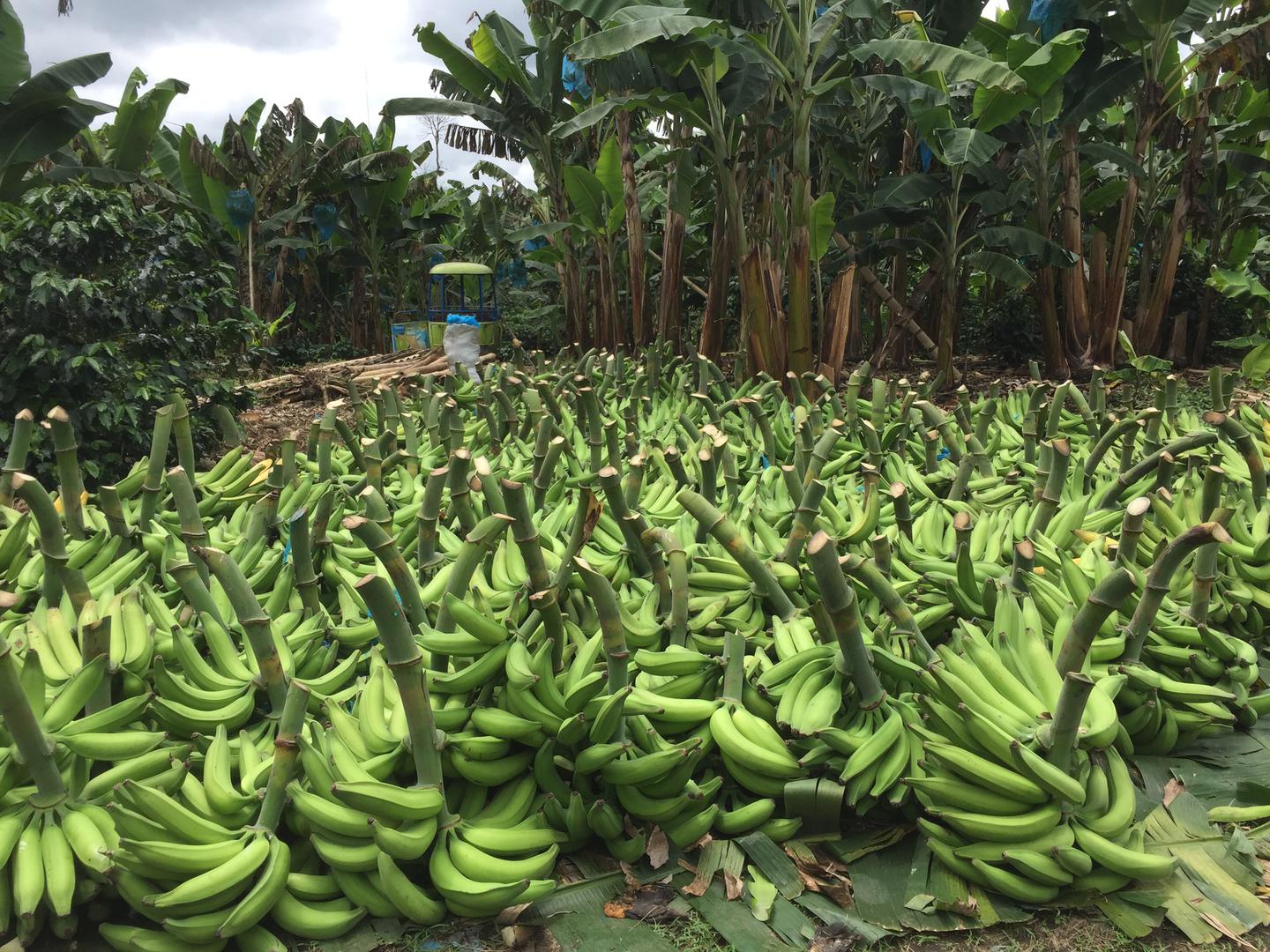 Platano Dominico Harton