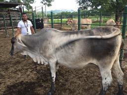 Leche De Vaca