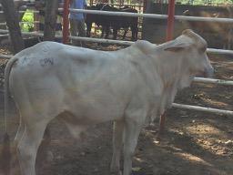 Se Ofrecen Novillos Para La Venta De 300 Kilos