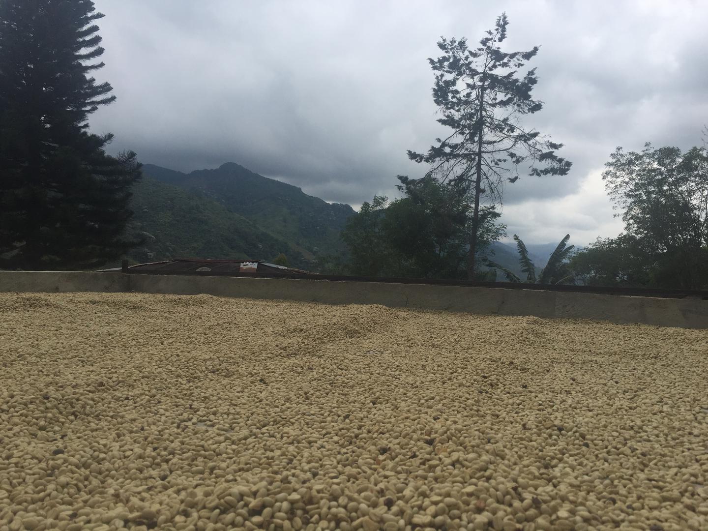 Cafe Pergamino Seco Por Rroba