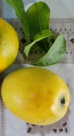 Mango