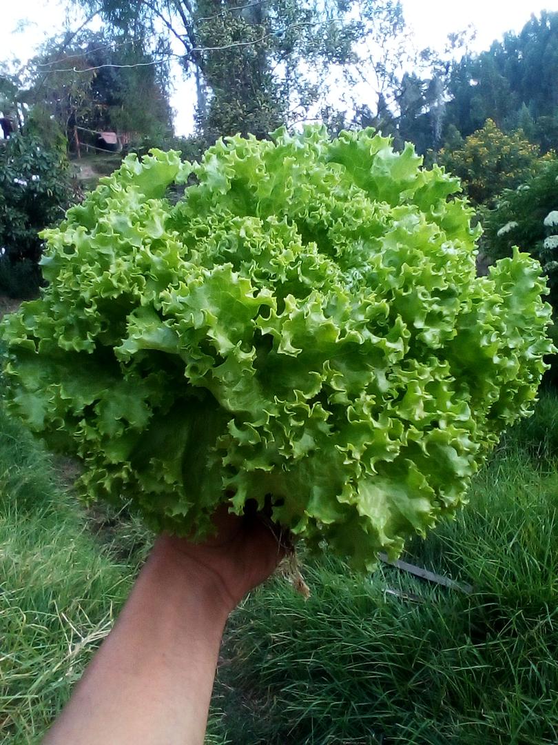 Lechuga