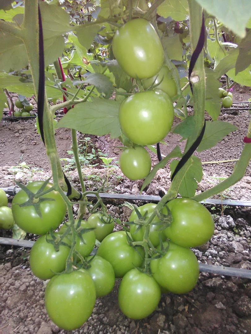 Tomate Chonto