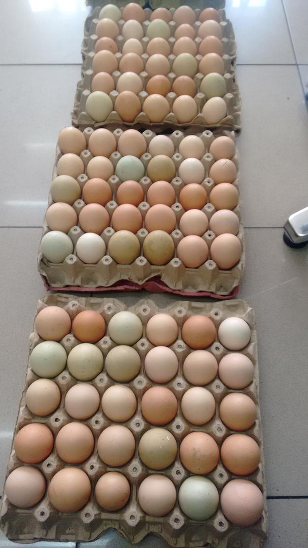 Huevos