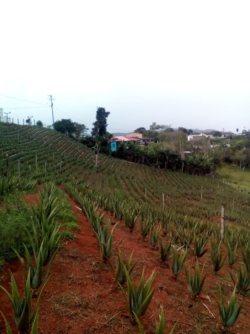 Sabila Aloe Vera