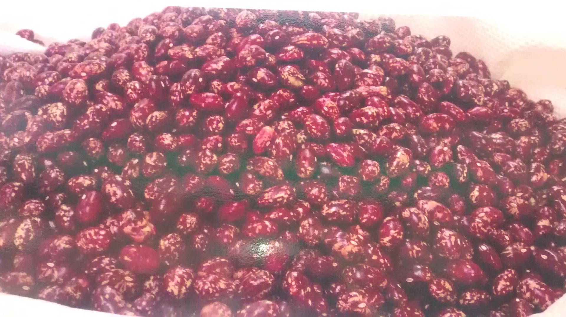 Frijol Cargamanto Rojo Seco