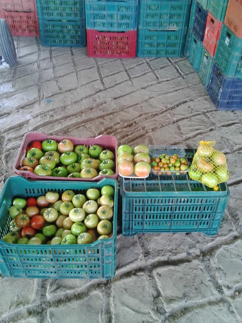 Tomate Larga Vida Y Cherry