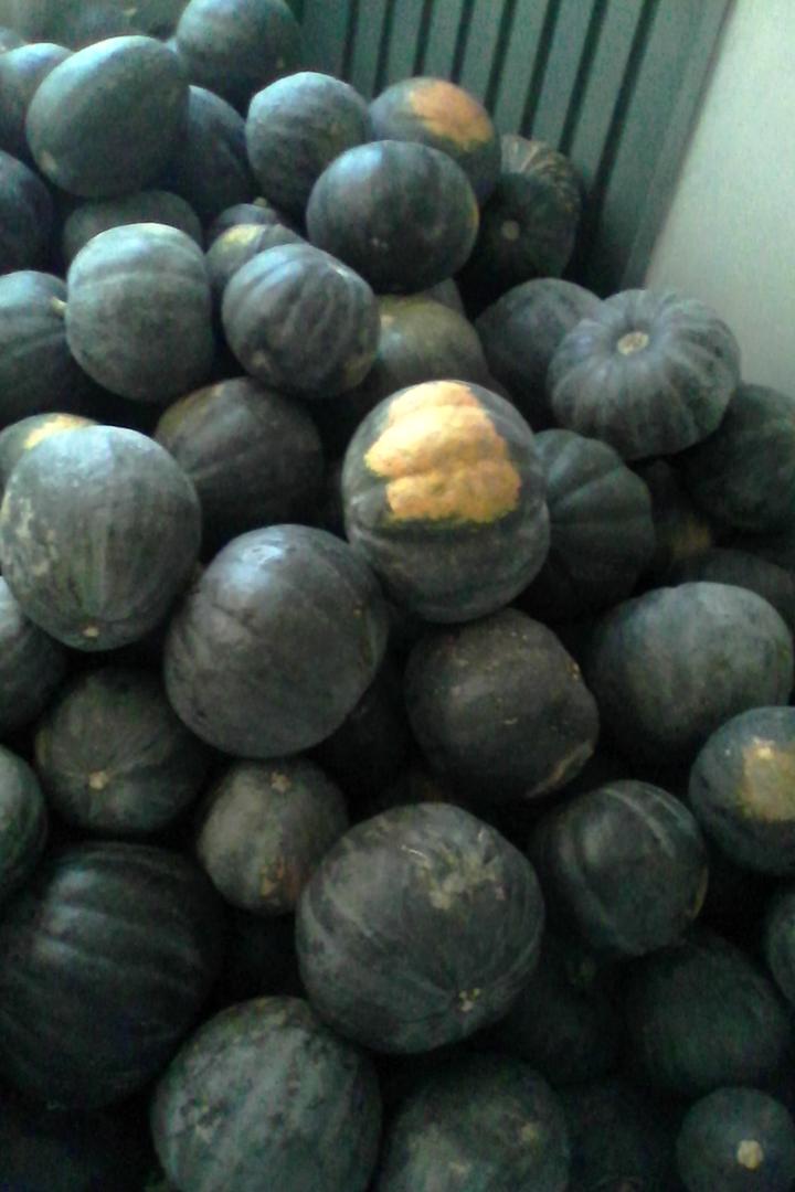 Zapallo