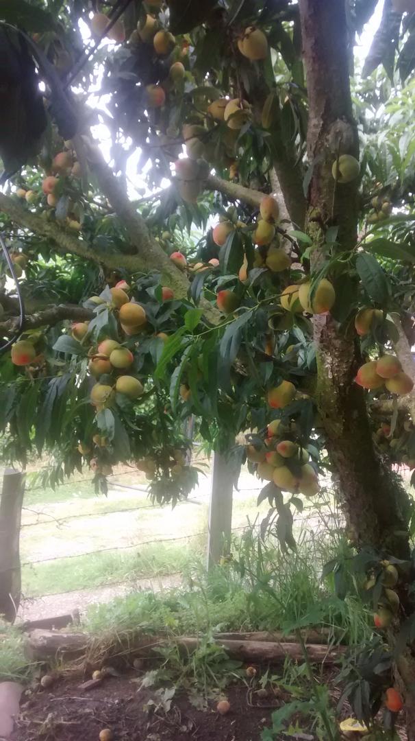 Durazno Dorado