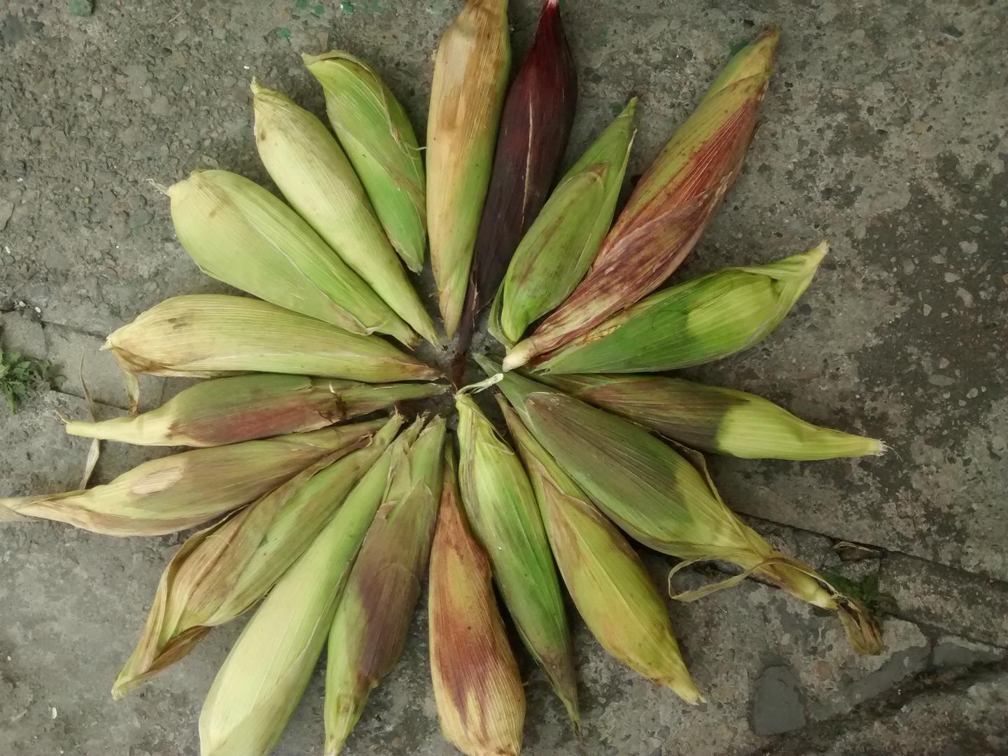 Mazorcas Organicas