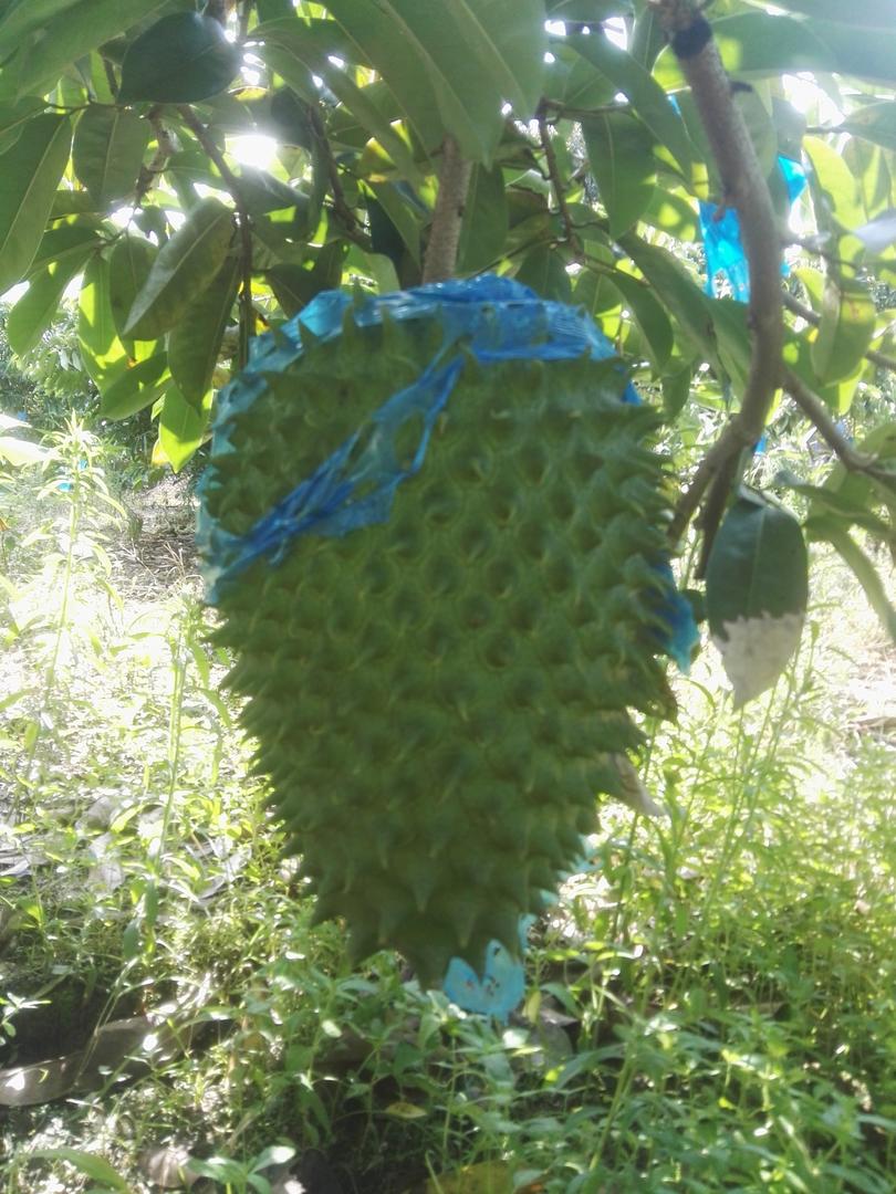 Guanabana