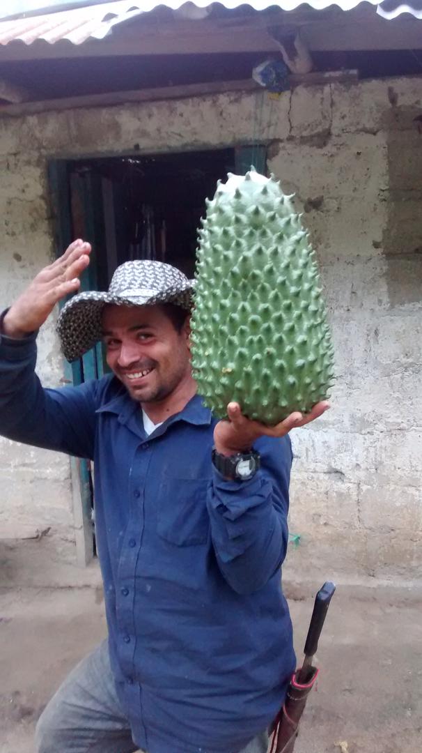 Guanabana