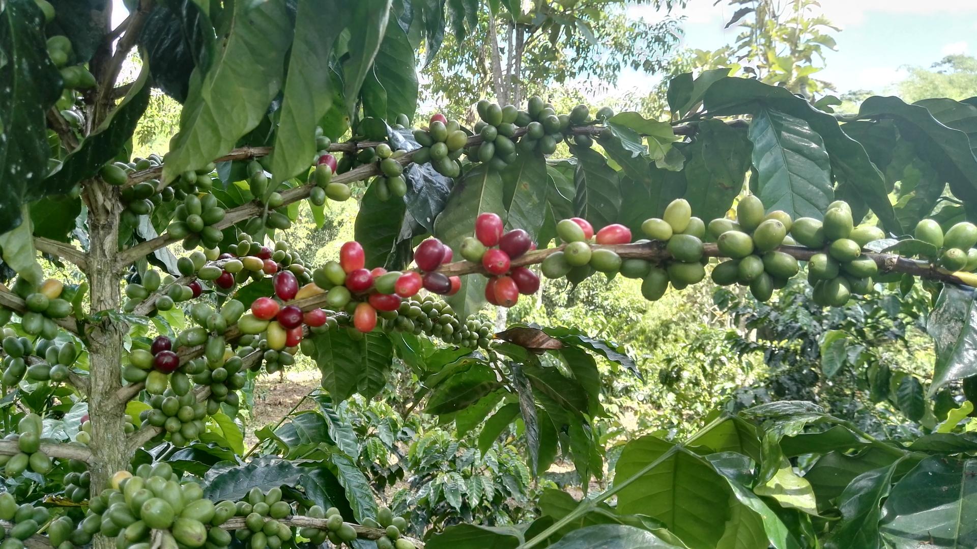Cafe Variedad Castillo