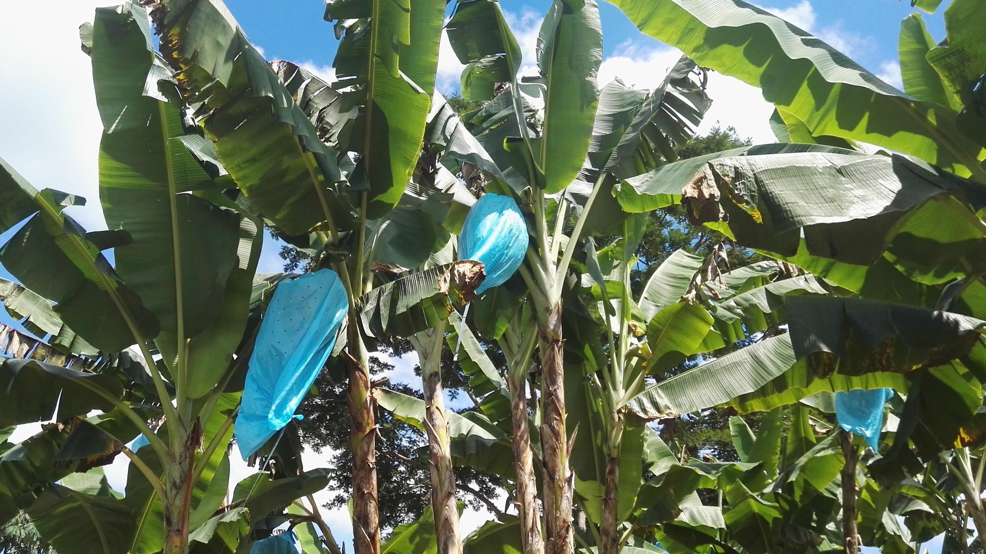 Platano Dominico Harton De Primera