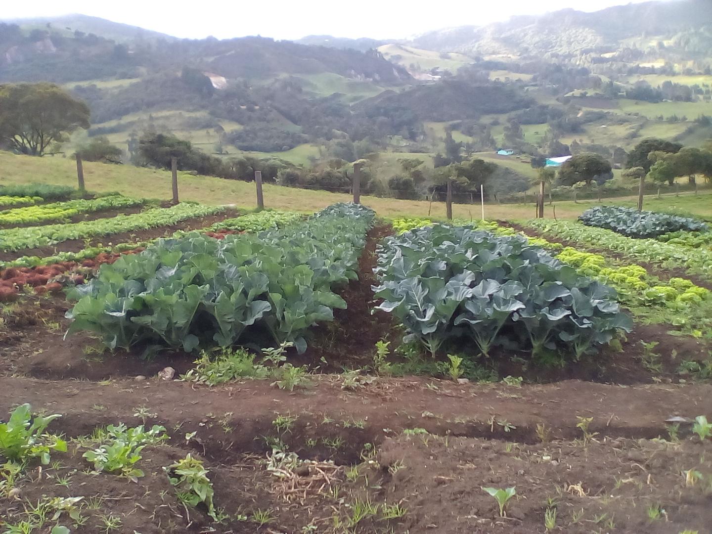 Hortalizas Lechugascrespa Verde Crespa Morada Lisa Verde Romana Asiaticas Brocoli Coliflor