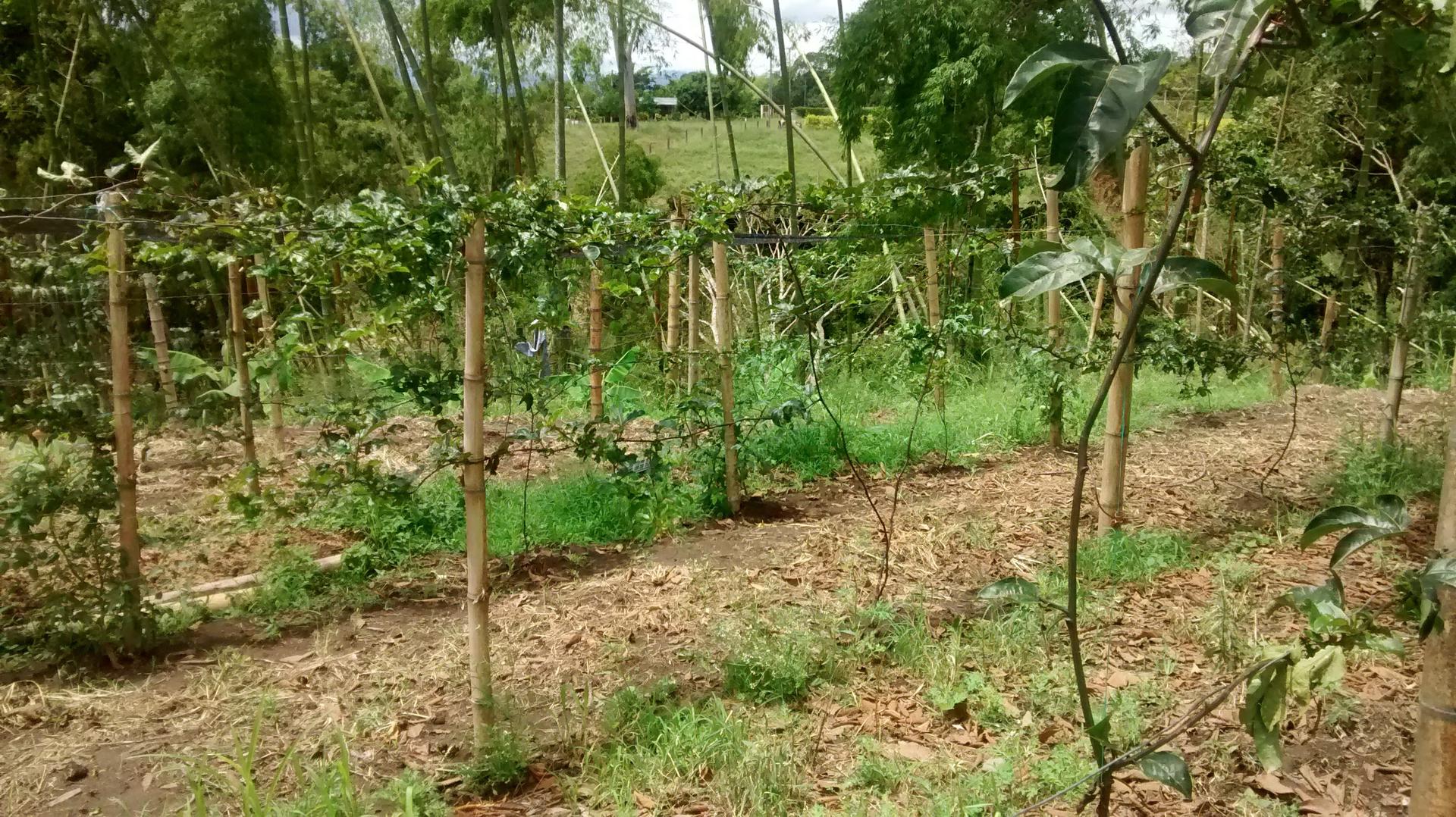 Maracuya
