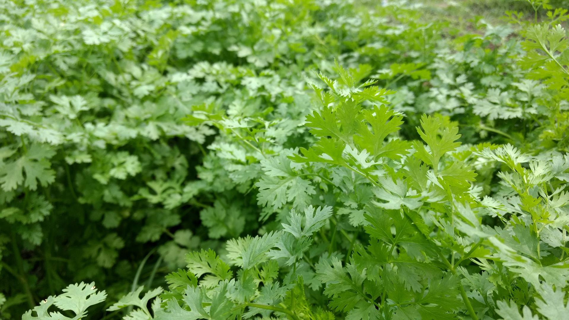 Cilantro