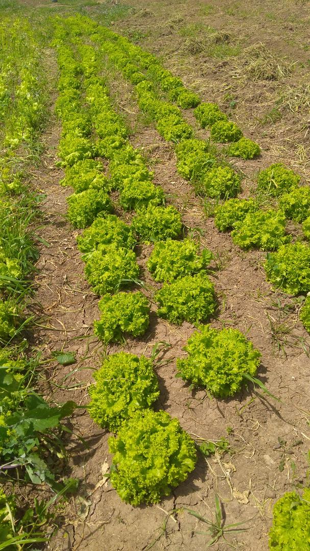 Lechuga Crespa