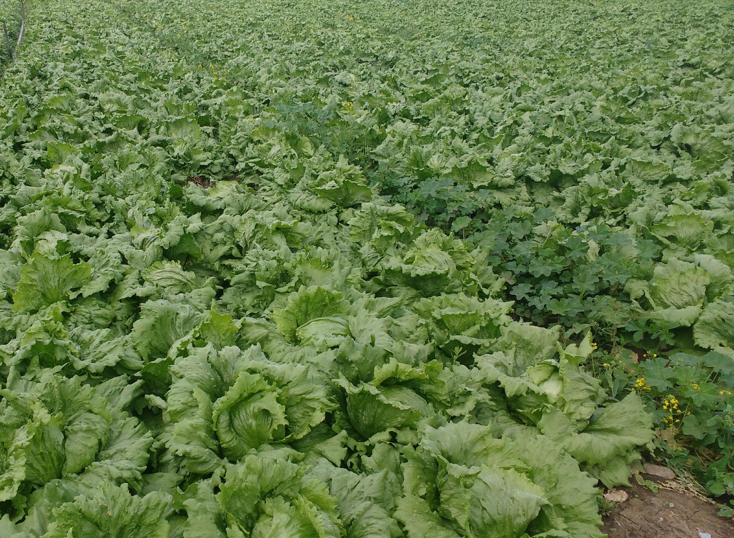 Lechuga