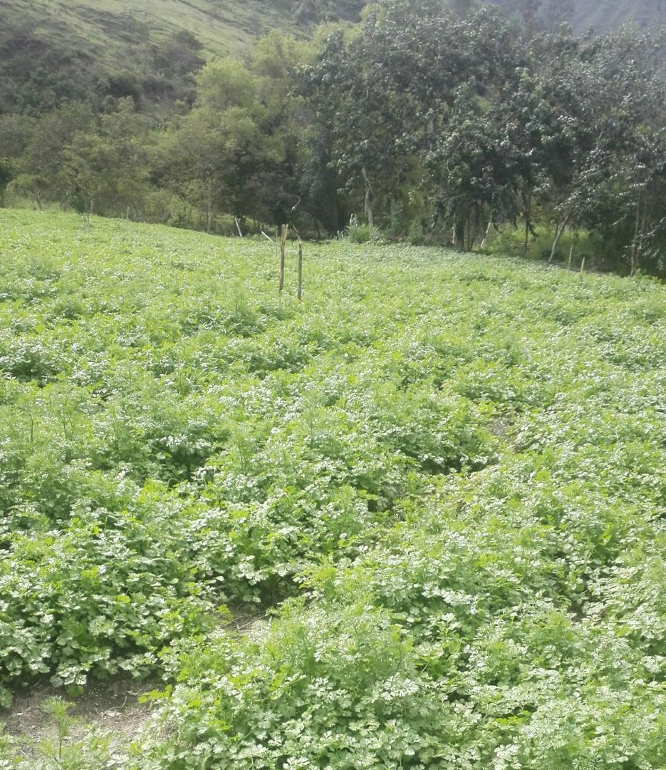 Cilantro