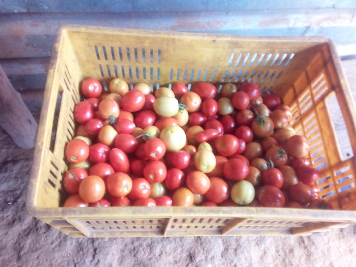 Tomate Choto