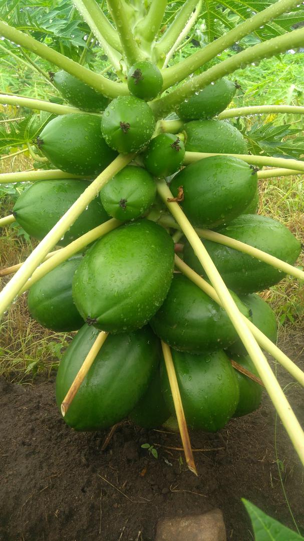 Papaya — foto 4 de 4