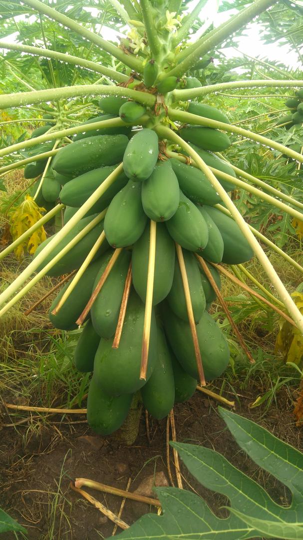 Papaya