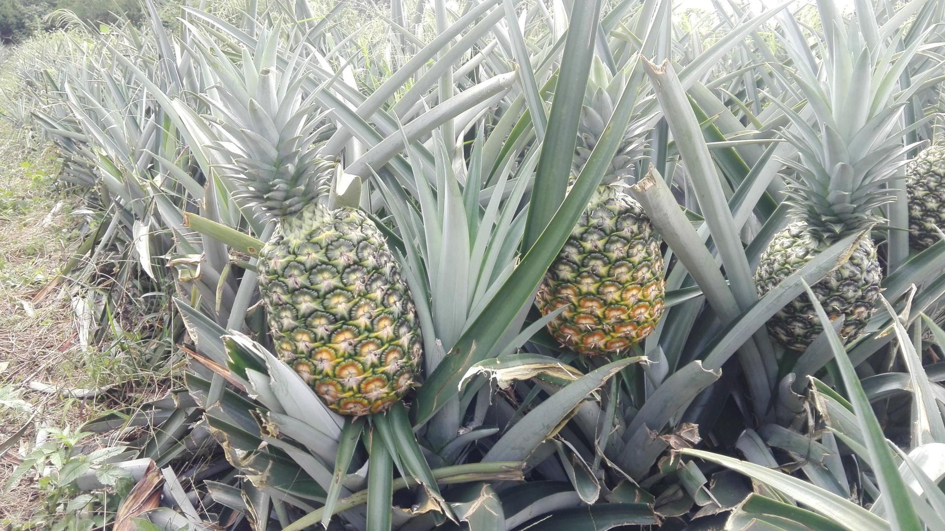 Pina