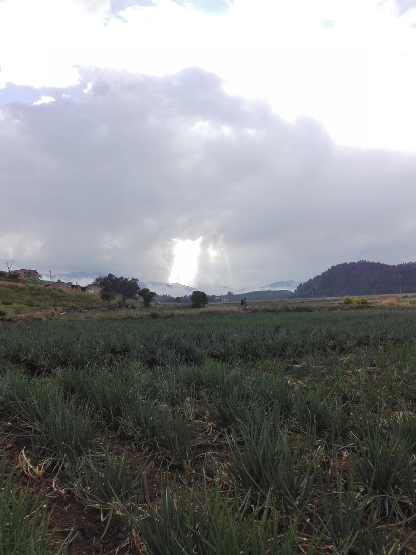 Cebolla En Rama Larga O Junca