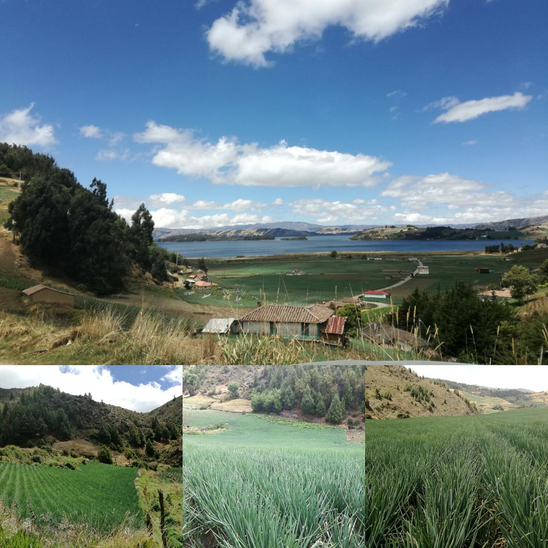Cebolla Larga