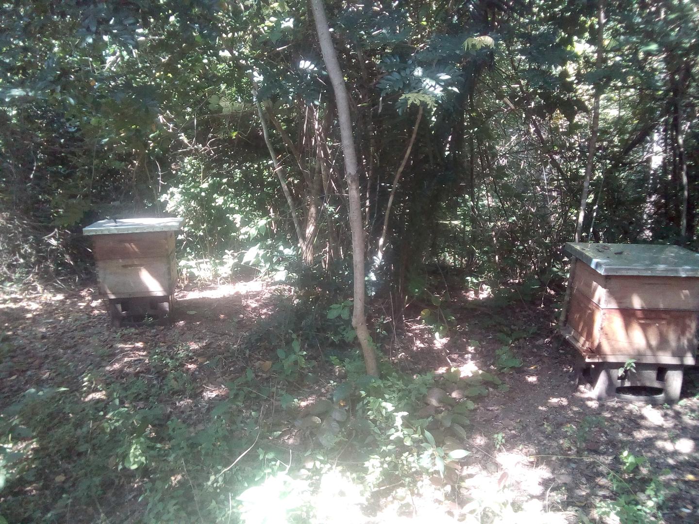 Miel De Abejas