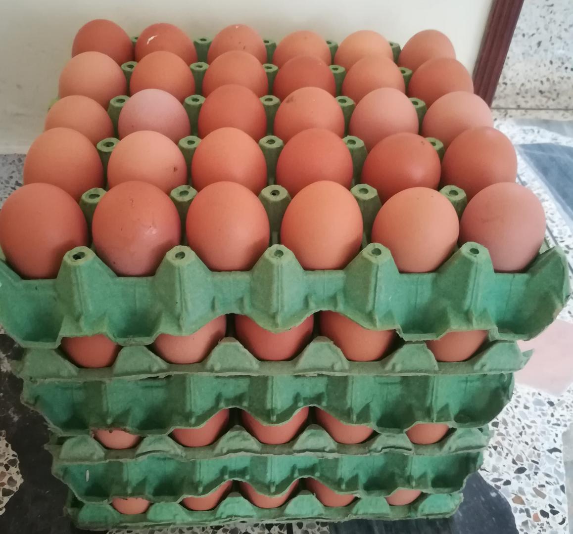 Huevo De Gallina