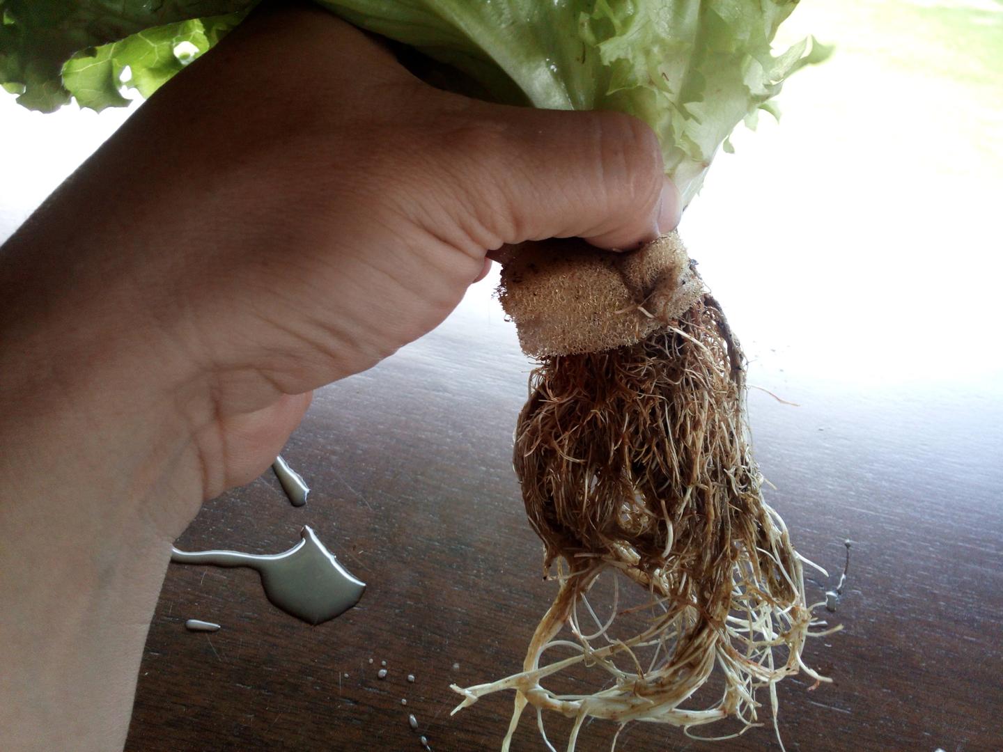 Lechugas Hidroponicas