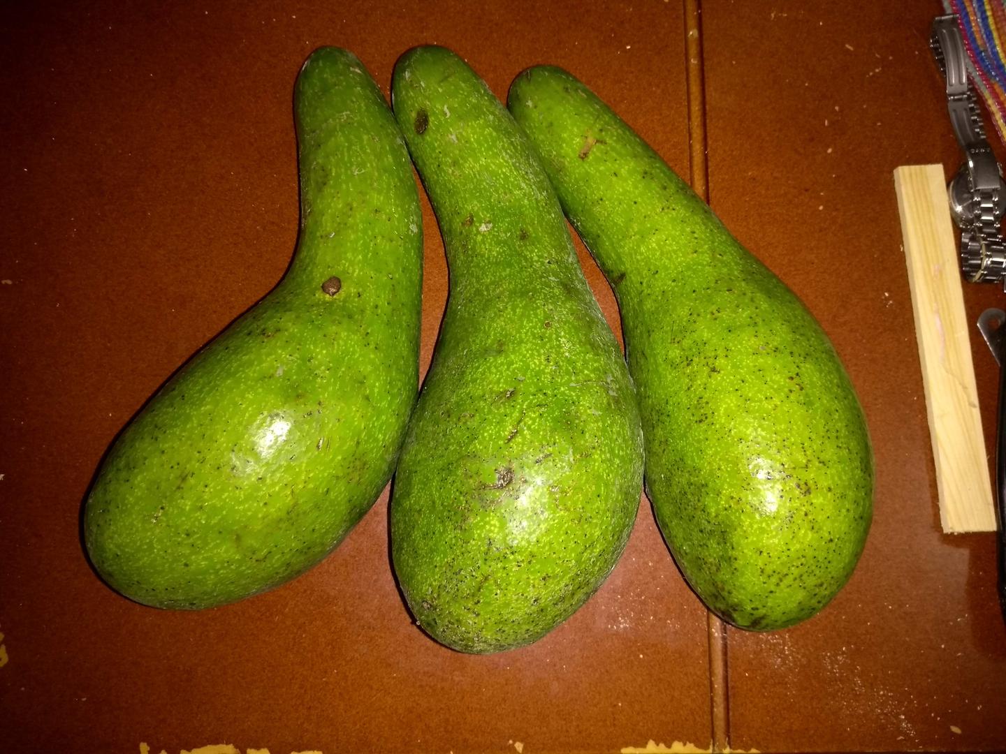 Agucate Criollo