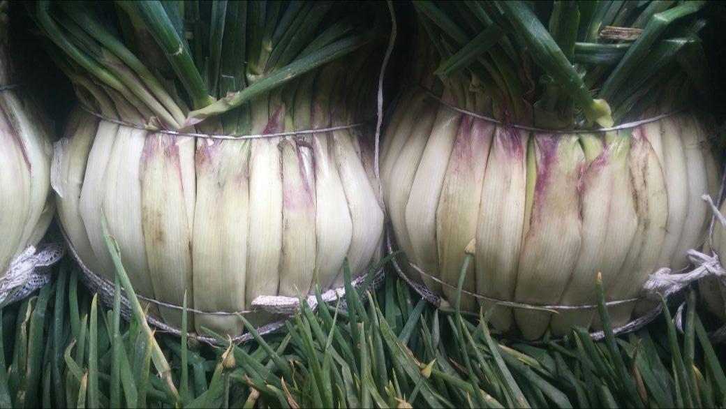 Cebolla Larga