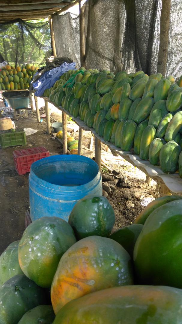 Papaya Maradol