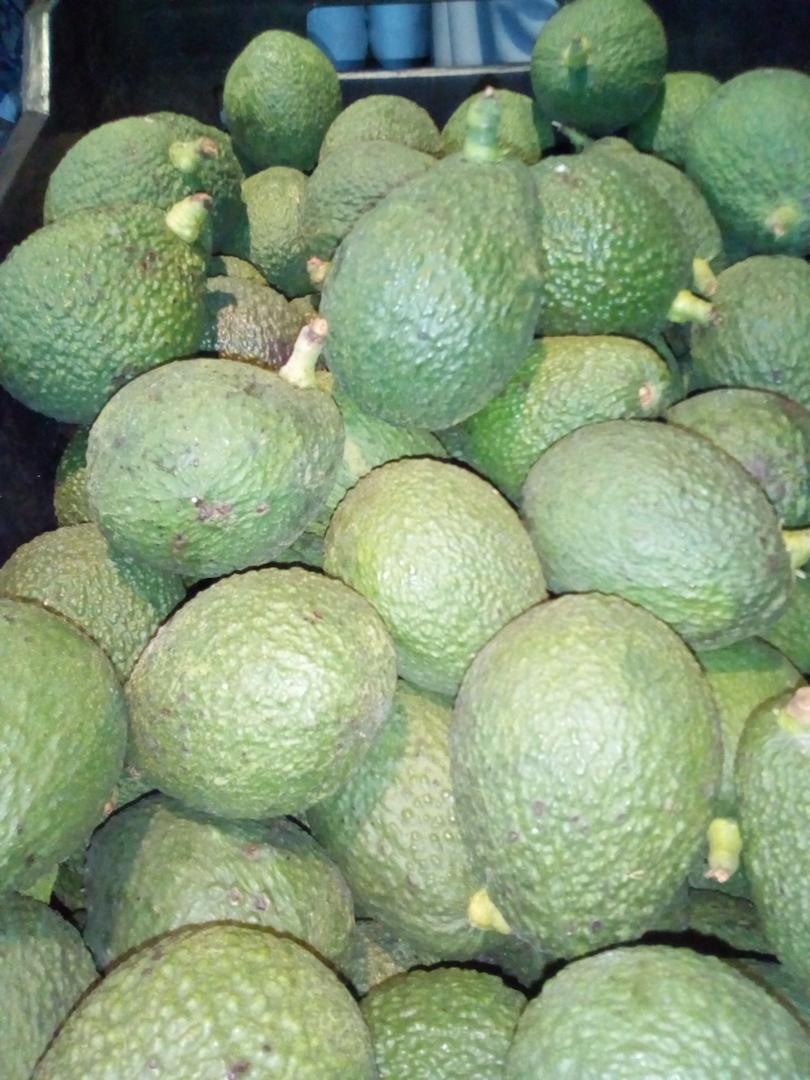 Aguacate Hass