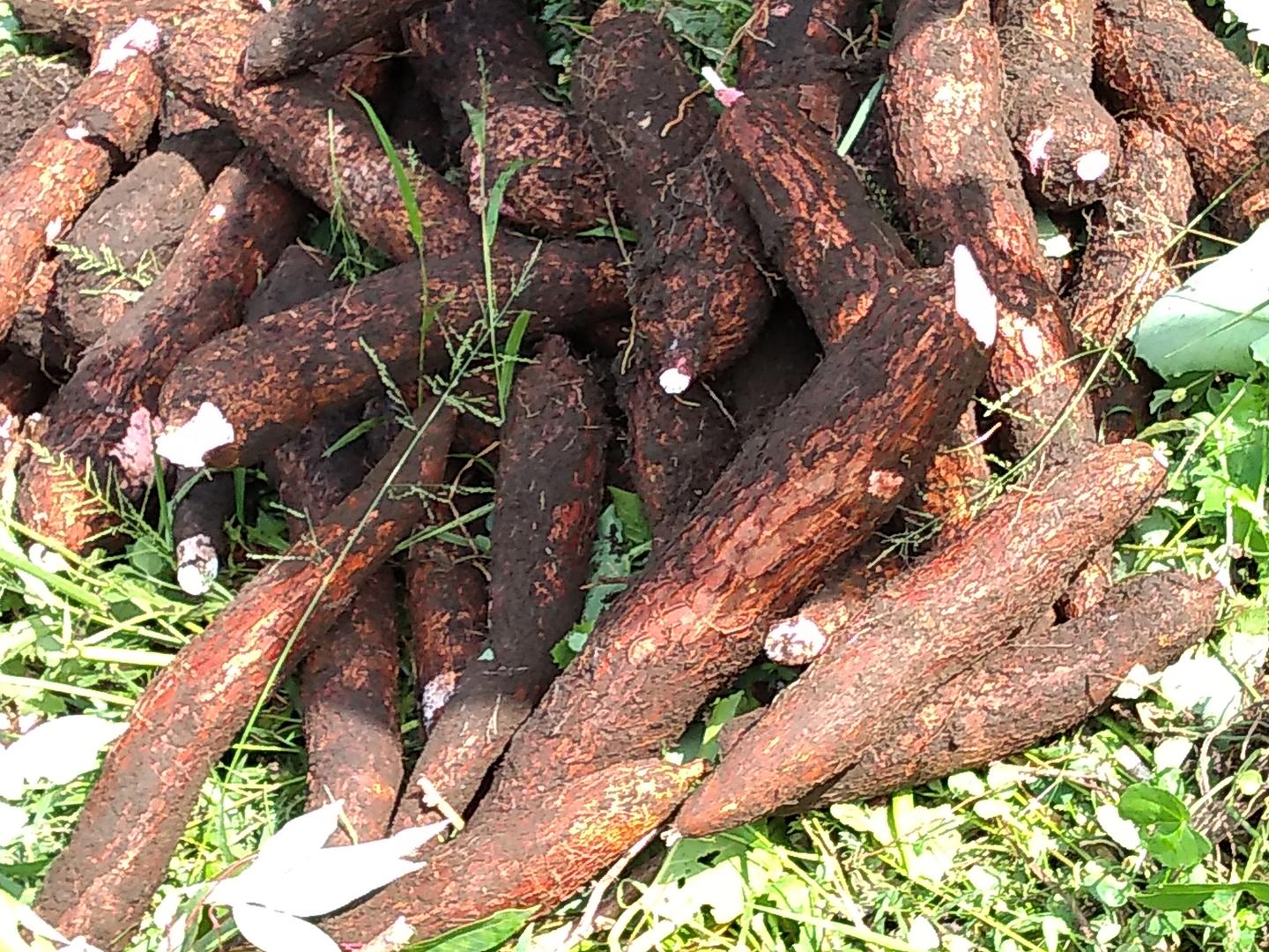 Yuca Ica Y Sietemesina Roja