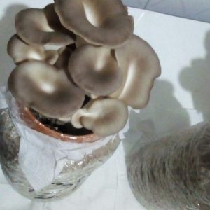 Hongo Comestible Orellanas