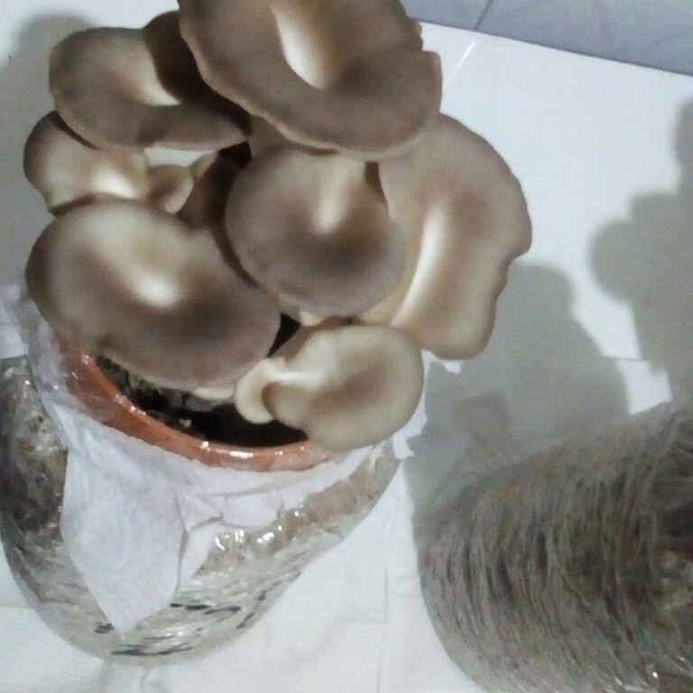 Hongo Comestible Orellanas