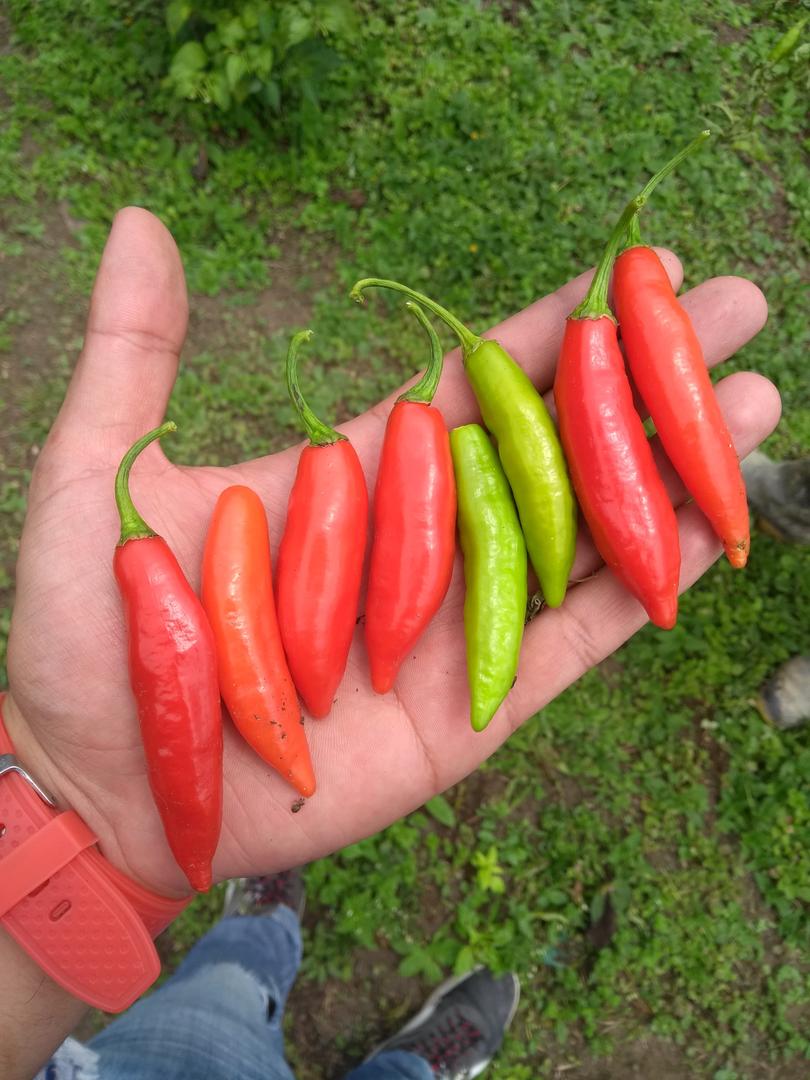 Aji Jalapeno