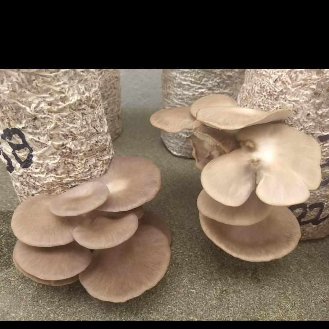 Hongo Comestible Orellanas