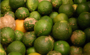 Limon