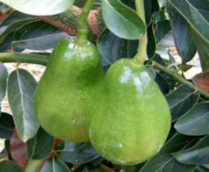 Aguacate