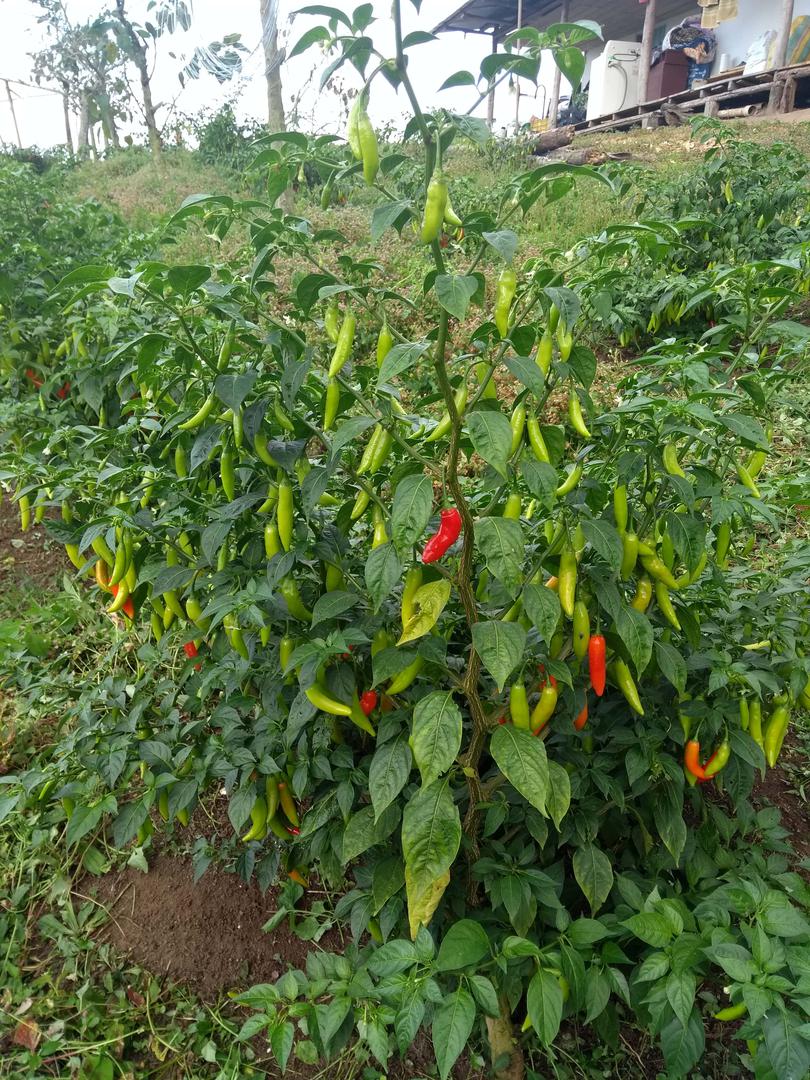 Aji Serrano De Arbol