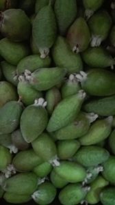Feijoa