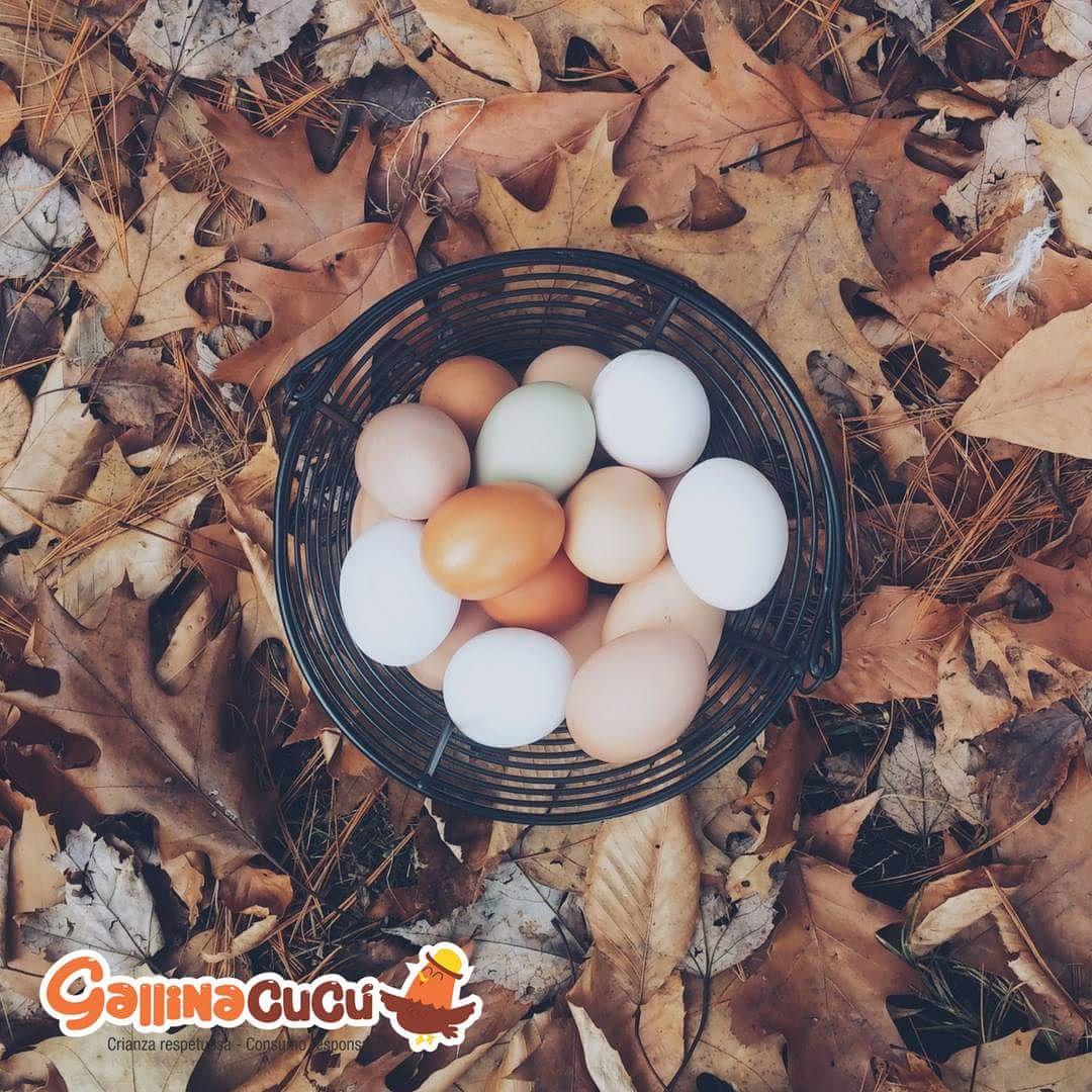Huevos De Gallina Criolla Con Manejo Agroecologico