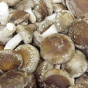 Shiitake