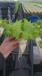 Lechuga Hidroponica
